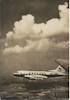 IL-12